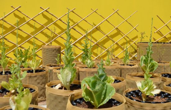 شيراتون مول الإمارات يقدم تشكيلة من الأطباق الصحية  باستخدام المنتجات العضوية الطازجة من حديقته الخاصة