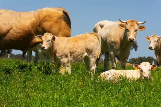 <strong>حملة “ما أجمل لحم البقر الأوروبي 2.0” تعود إلى الإمارات</strong>