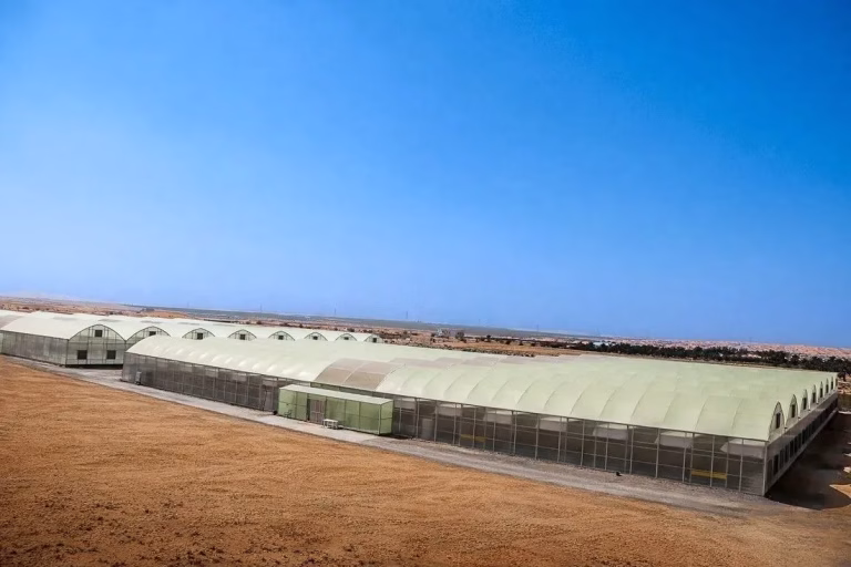  New Tomato Farm in Al Ain to Produce 150,000 Kgs of Fresh Tomatoes Annually, Strengthening UAE’s Local Food Production